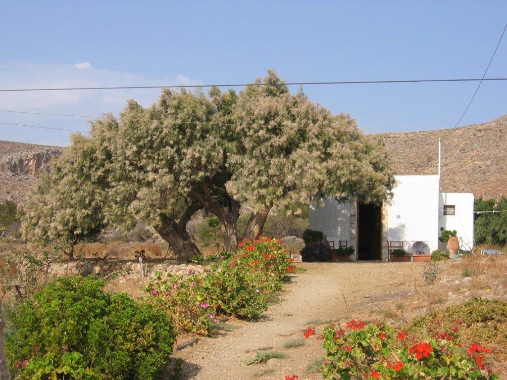 picture of Melina Apartments in Kato Zakros