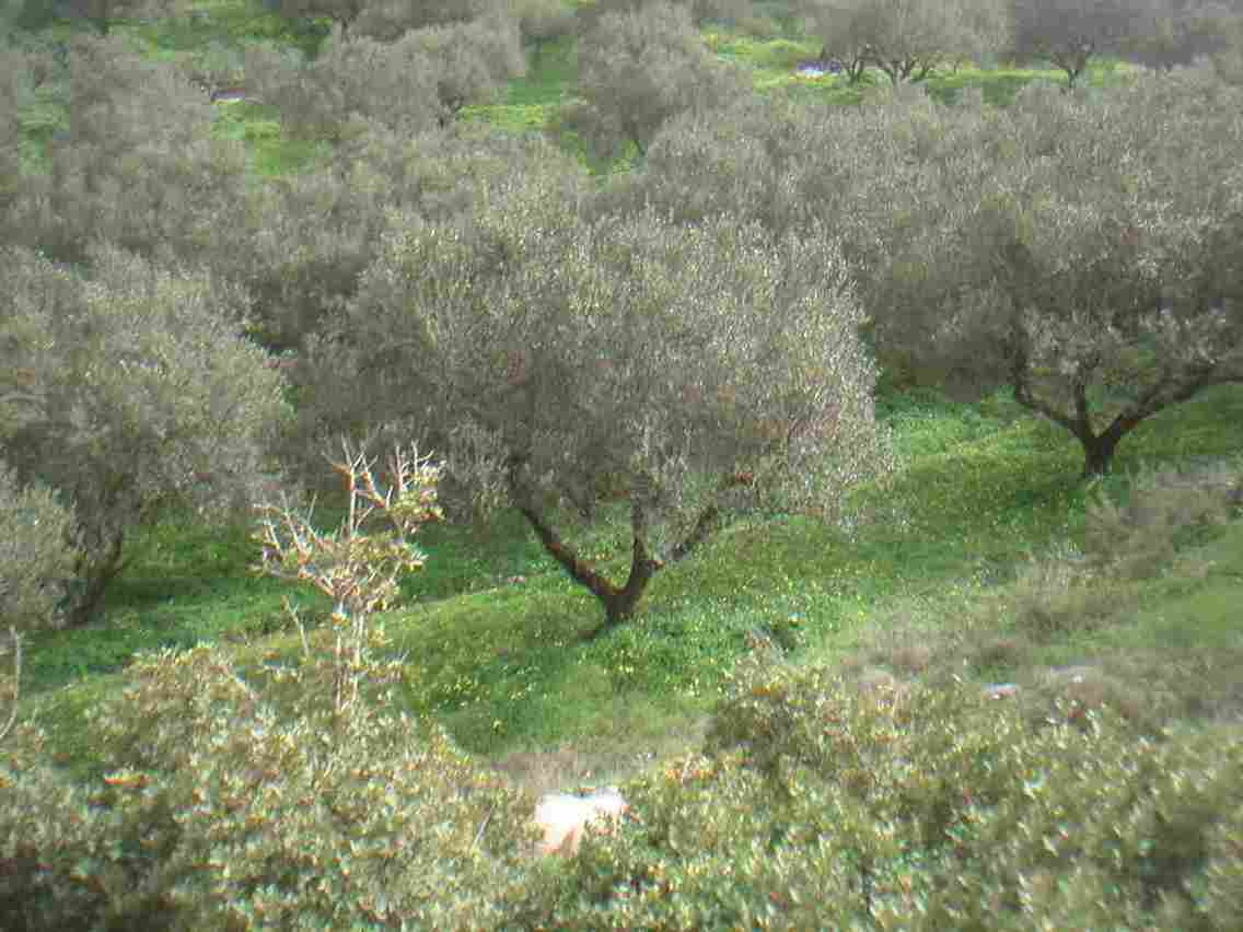 picture of olive Goove in Zakros